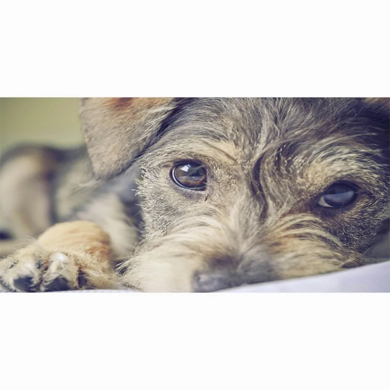Пляжное полотенце 2018 новые банные полотенца для взрослых 70*140 см Schnauzer пляжное