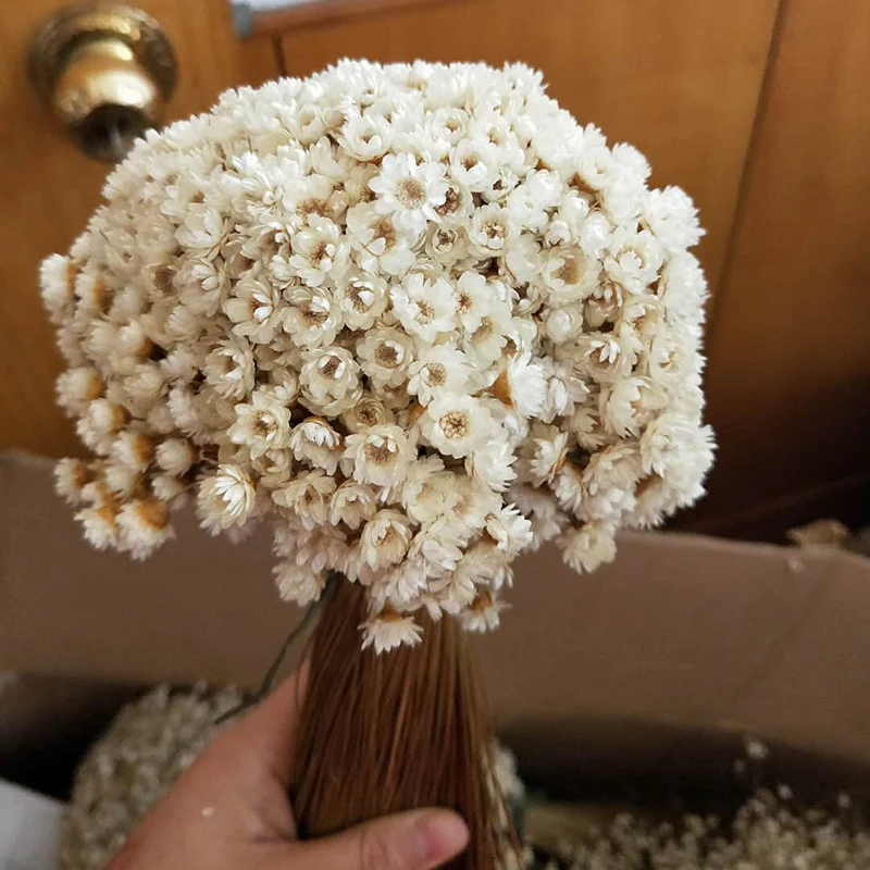 30 шт Decoraitve сушеные Свадебные DIY украшения для дома цветок мини Маргаритка звезда