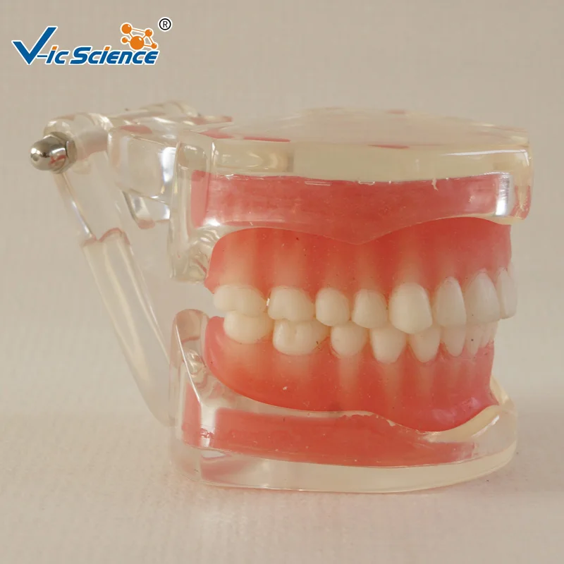 28 шт Стандартный Полный рот мягкая резинка съемные зубы модель|teeth model|teeth mouthteeth gum