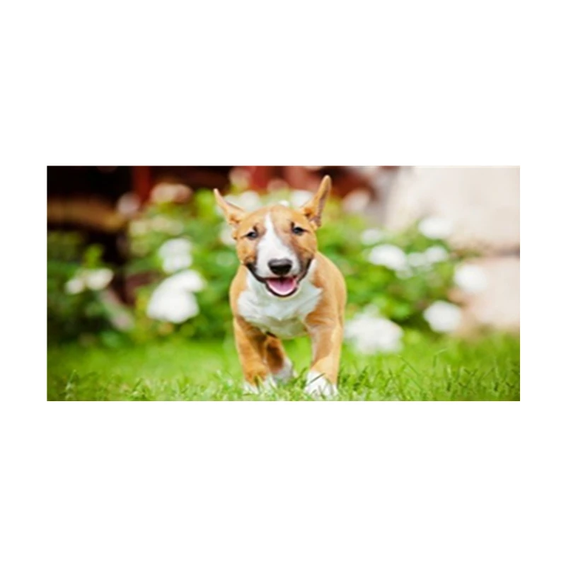 Милое миниатюрное полотенце для рук из микро-ткани с изображением Бультерьера