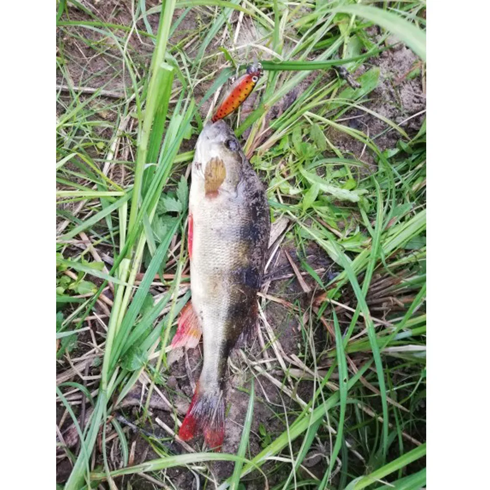 WALK FISH 1 шт. 8 см/7,6 г жесткие приманки Реалистичная Рыба Гольян рыболовные приманки Искусственные пластиковые воблеры рыболовные снасти Pesca