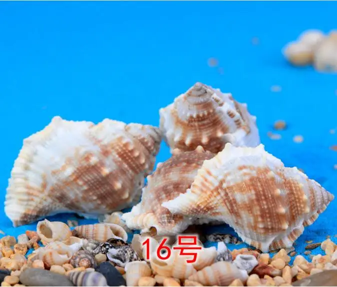 Natural Mini Conch shell Miniature Garden Ornaments Micro landscape toys decoration Gifts DIY Fairy tale world CJ125 | Дом и сад