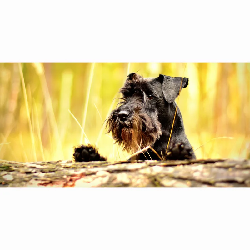 Пляжное полотенце 2018 новые банные полотенца для взрослых 70*140 см Schnauzer пляжное