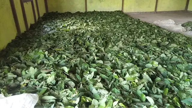 Kratom Borneo Aliexpress