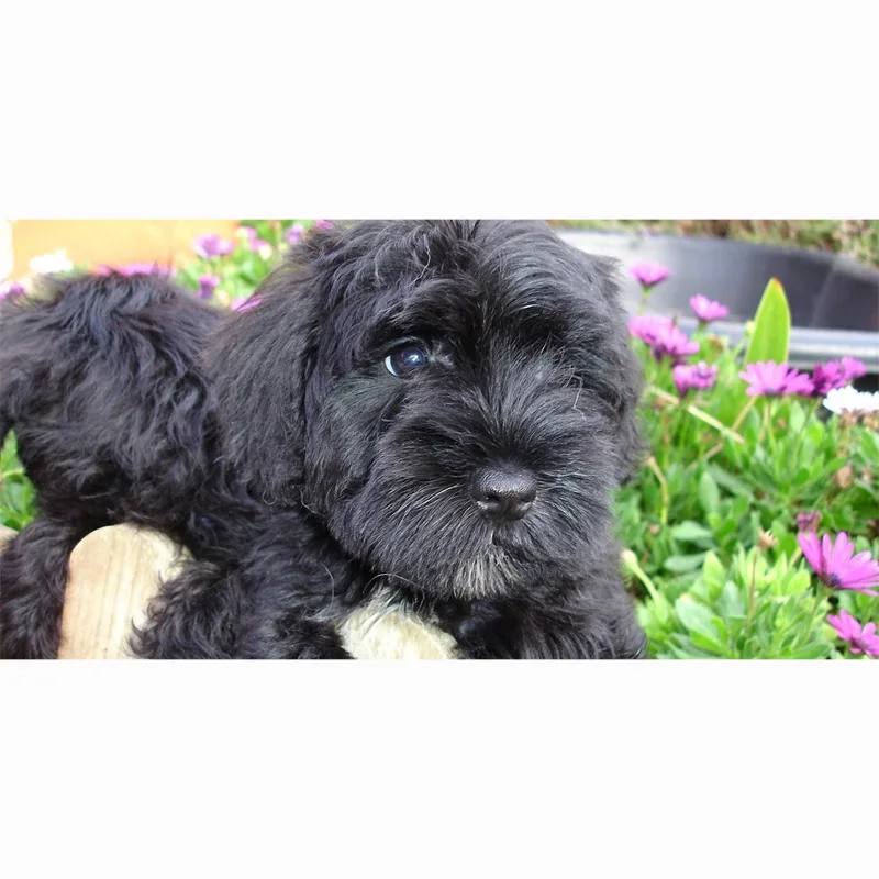 Пляжное полотенце 2018 новые банные полотенца для взрослых 70*140 см Schnauzer пляжное