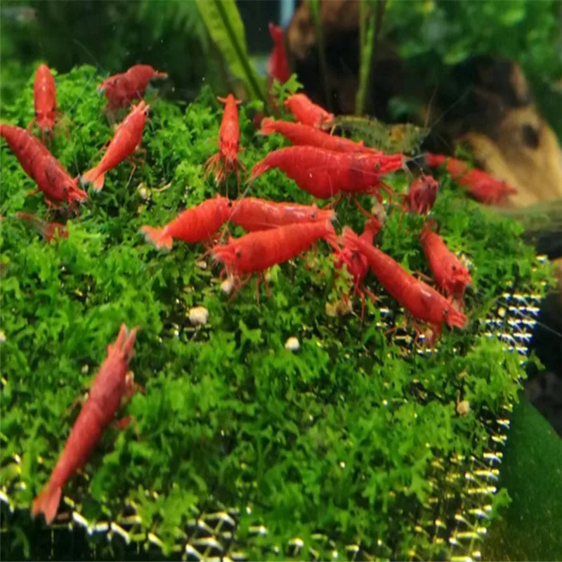Zhpzpet горячая Распродажа горячая Распродажа 40 г снег Natto креветки Улитка корма для аквариума пруд Новинка