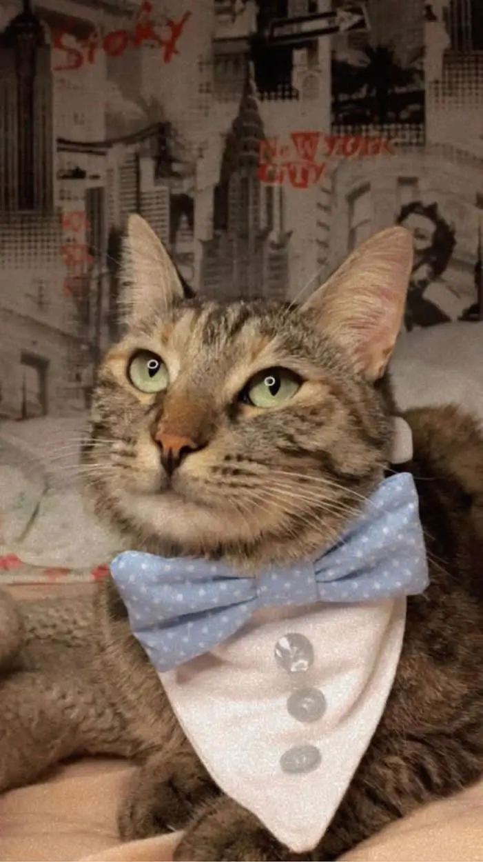 

Cat Collar, Bow Tie, Special Design, Cat Dresses, Cat Accessories