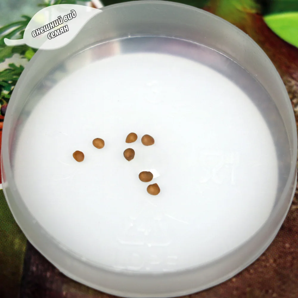 Семена Инжир Сладкоежка обыкновенный (2 пакетика по 0 01г/10шт в каждом) | Дом и сад