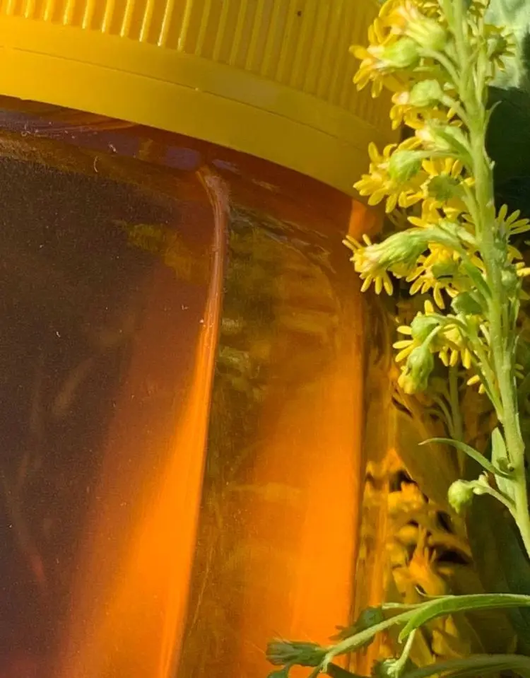 Honey grass floral Altai natural 550 GR buy tea honey Altai slash glass sweets yummy spices for confectors