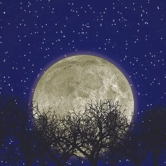 

Curtain Star Covered Night Sky with Super Full Moon Tree Branches Silhouette Navy Blue Black Landscape View Printed