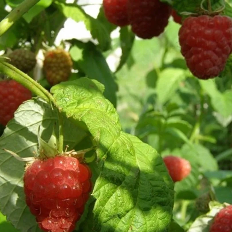 Купить Семена Малины Крупноплодной