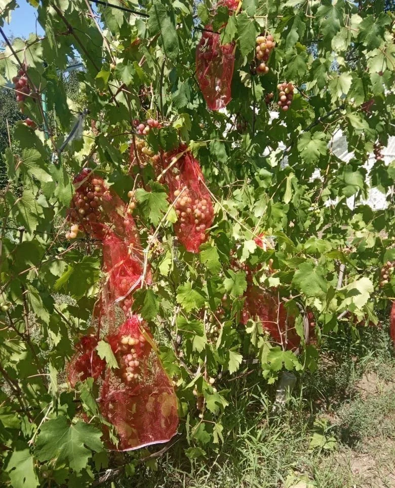 Мешочки для винограда от насекомых и вредителей с завязками 25 шт сетки ос | Дом