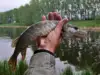 Изображение товара 4