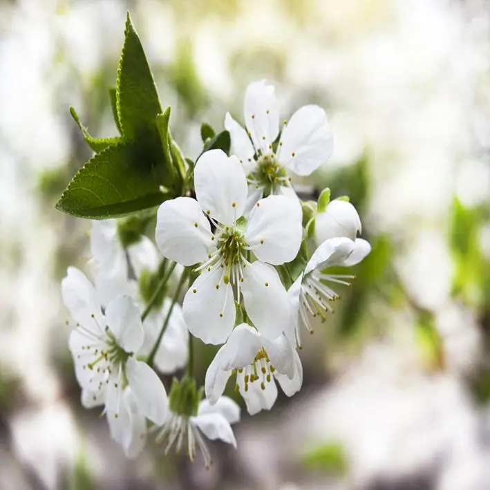 

Curtain Cherry Flowers Tree Branch Spring Seasonal Nature Freshness Decorative Photo Printed White Green
