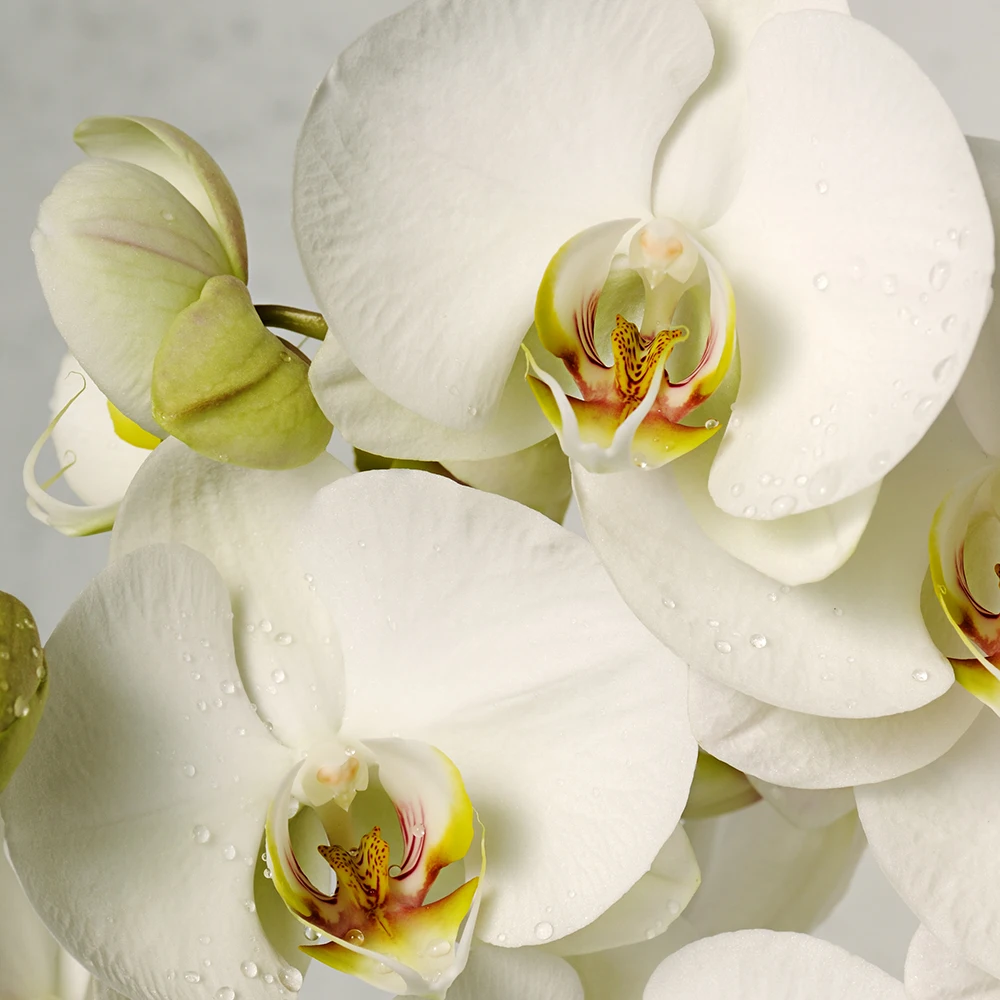 Белая орхидея цветы ветка орхидеи. Модульная картина на холсте 3 модуля триптих.