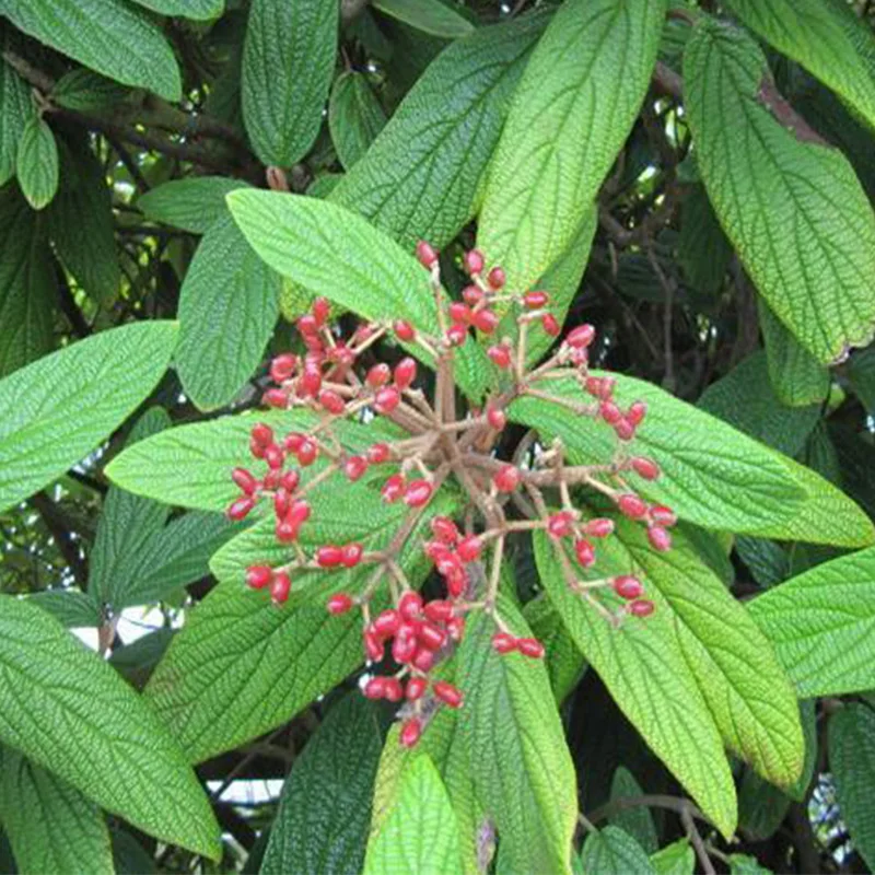 Калина Морщинолистная Viburnum rhytidophyllum 15шт + подарочные семена | Дом и сад