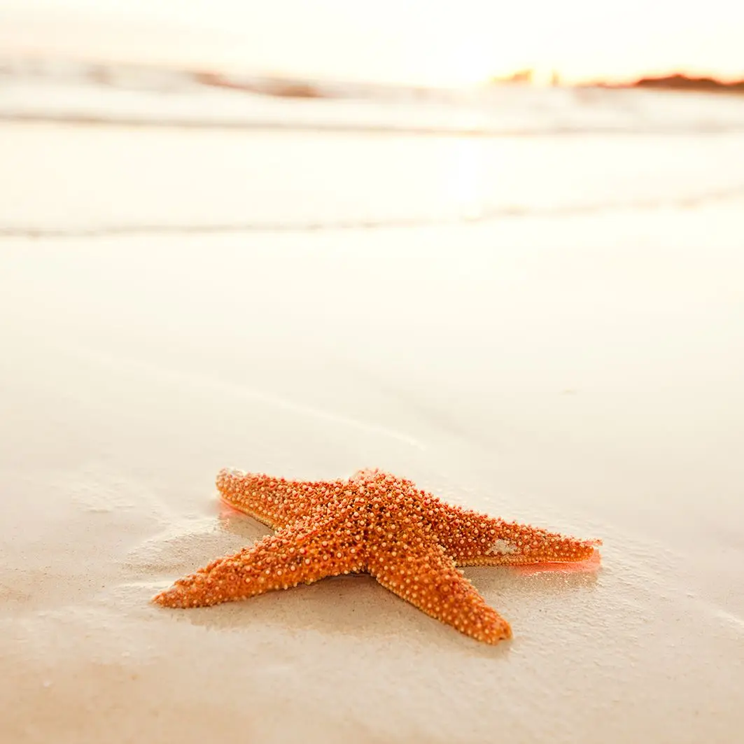

Curtain Starfish on the Beach Sunrise Sun Light Nature Sea Animal Summer Seascape Beige