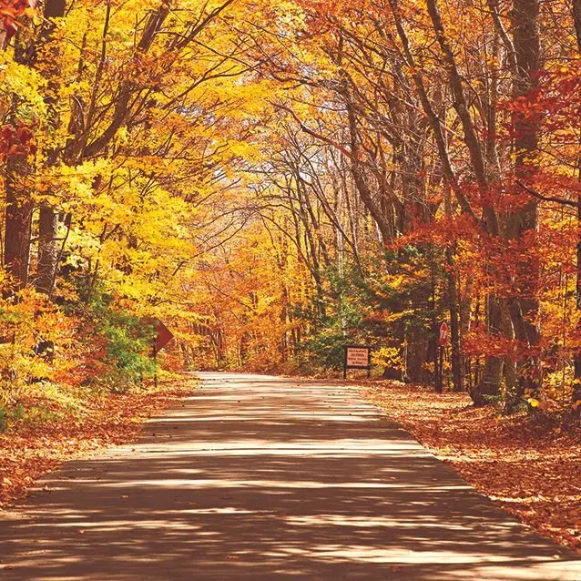 

Curtain Autumn Scenic View with Road in Forest Tall Trees Foliage Countryside Nature Orange Brown Yellow Colorful Print