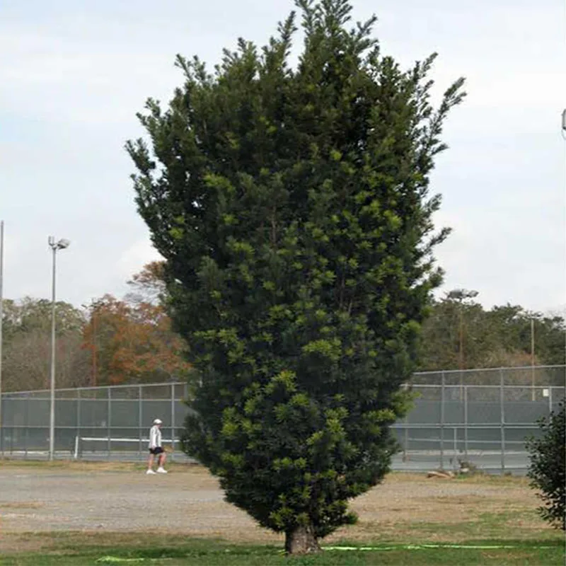 Ногоплодник Крупнолистный Семена 10шт + подарок|Семена| |