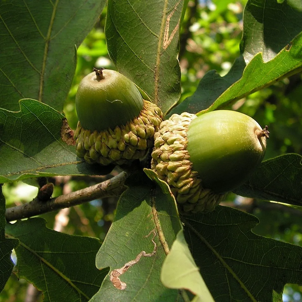 Oak moka дерево. род дуба. дуб обыкновенный (quercus robur). дуб-гикори в северной америке. ).