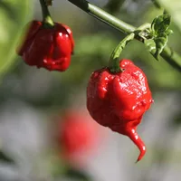 Семена перца, отличный сорт!#3