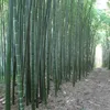 Изображение товара 4