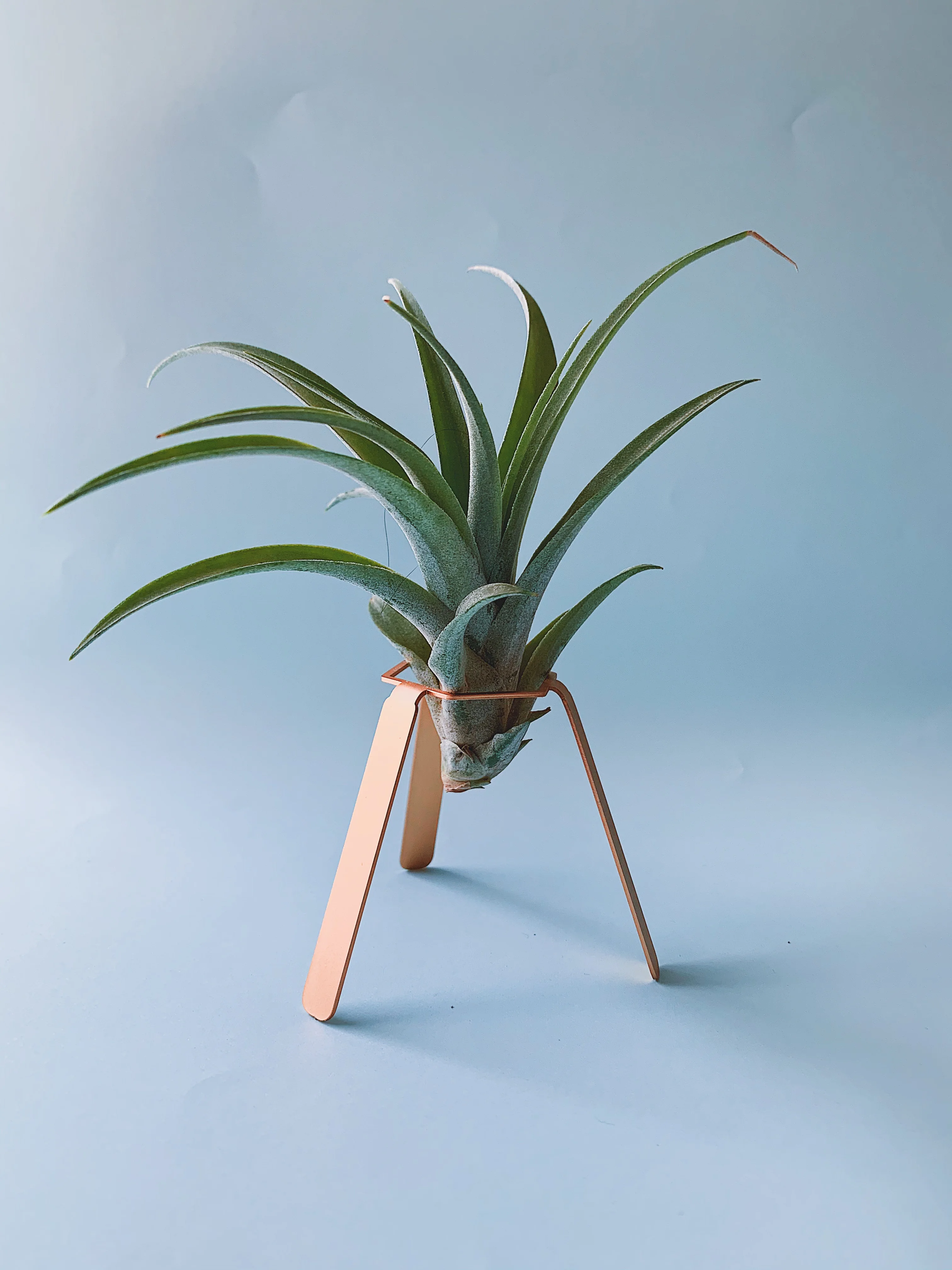 Airplant Abditha с декоративным держателем из розового металла ручной работы|Вазы| |