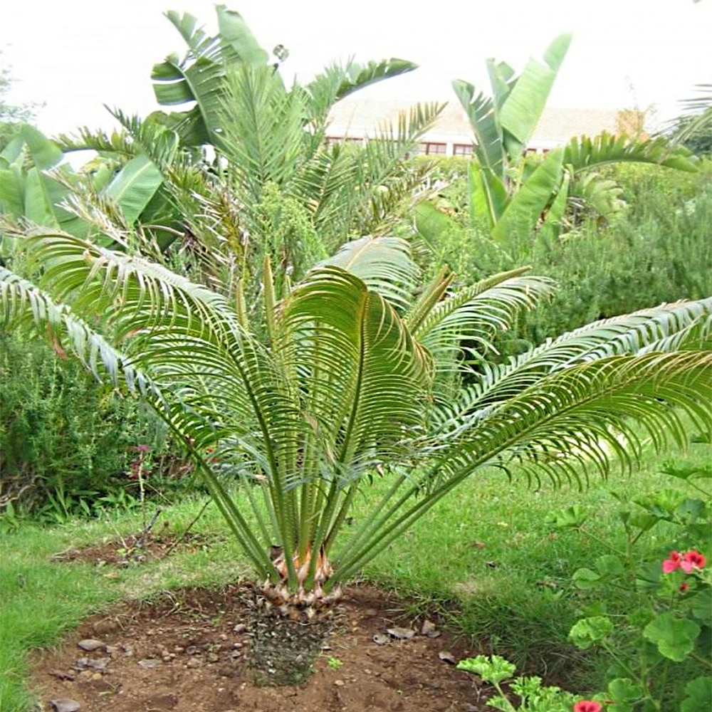 Финик Канарский (лат. Phoenix Сanariensis) Семена 5шт + подарочные семена|Семена| |