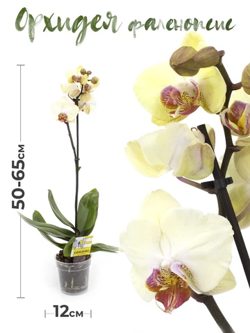 Растение комнатное GRIN Store Орхидея фаленопсис 1 ствол 12 дм живой цветок в горшке для декора дома и офиса , желт. РС00045