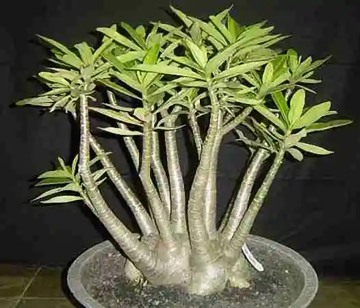 Адениум Арабикум смесь семян 10 шт Адениум АРАБИКУМ on.