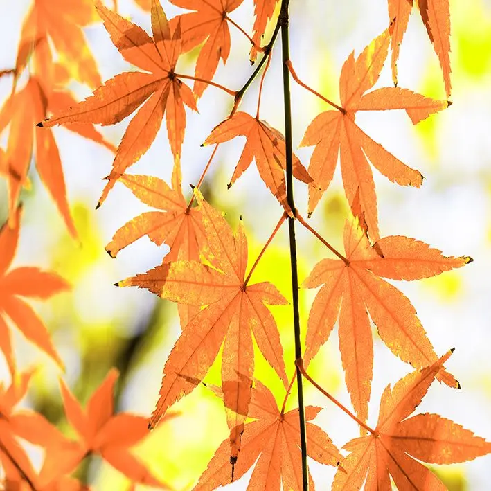 

Curtain Fall Maple Leaves Tree Branch Wild Forest Nature Autumn Seasonal View Photo Yellow Orange