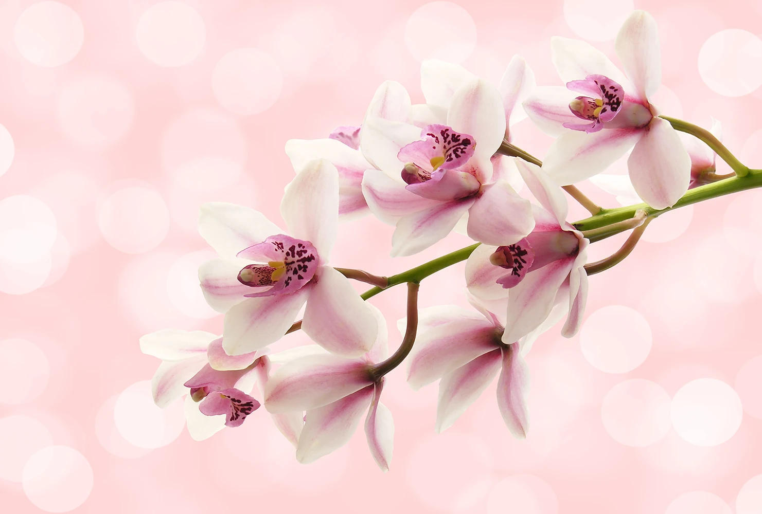 Фотообои категория Цветы арт. P-111 на розовом фоне. | Обустройство дома