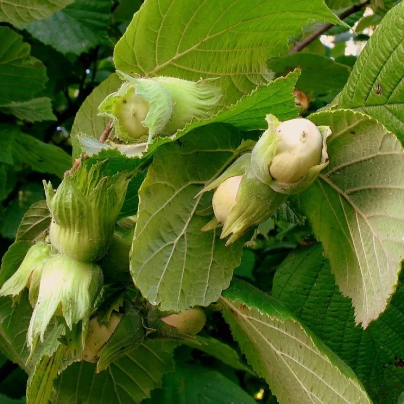 Фундук - лещина обыкновенная саженцы. Лесной орех саженцы. Фундук морозостойкий. Лесной орех дерево орешник. Фундук саженцы.