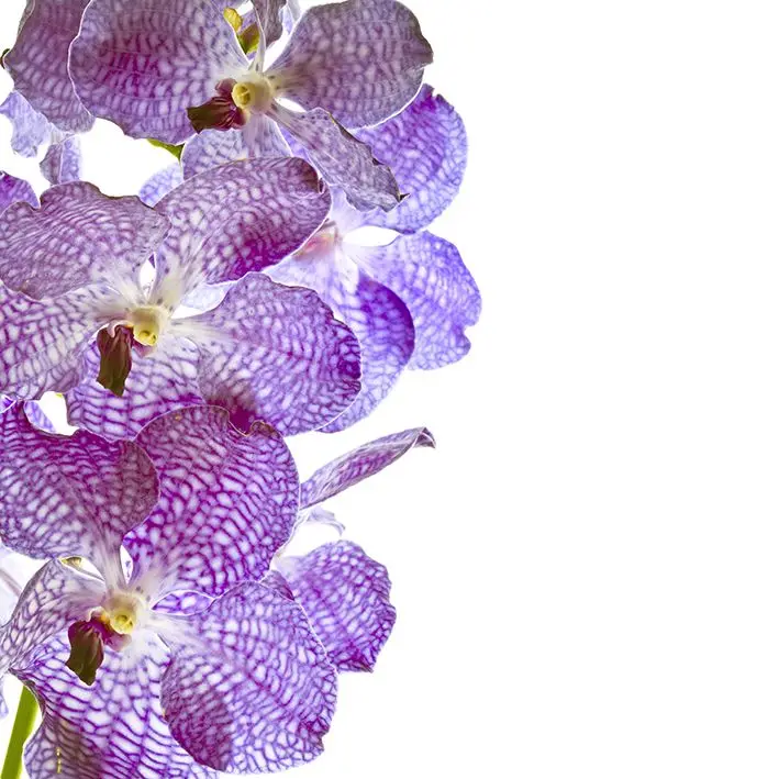 Занавеска Орхидея цветы экзотические тропические природа цветочные