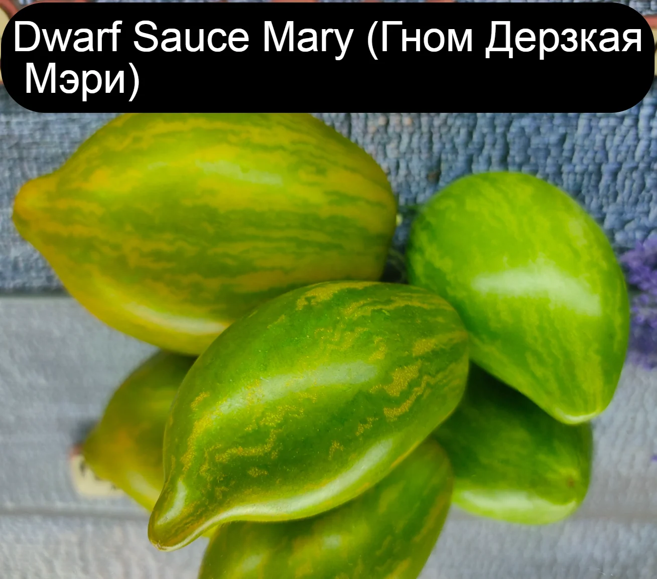 Семена томата Набор №1 (низкорослые) серия Гномы (Dwarf Tomato Project) 9 сортов | Дом и сад