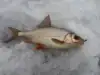 Изображение товара 3
