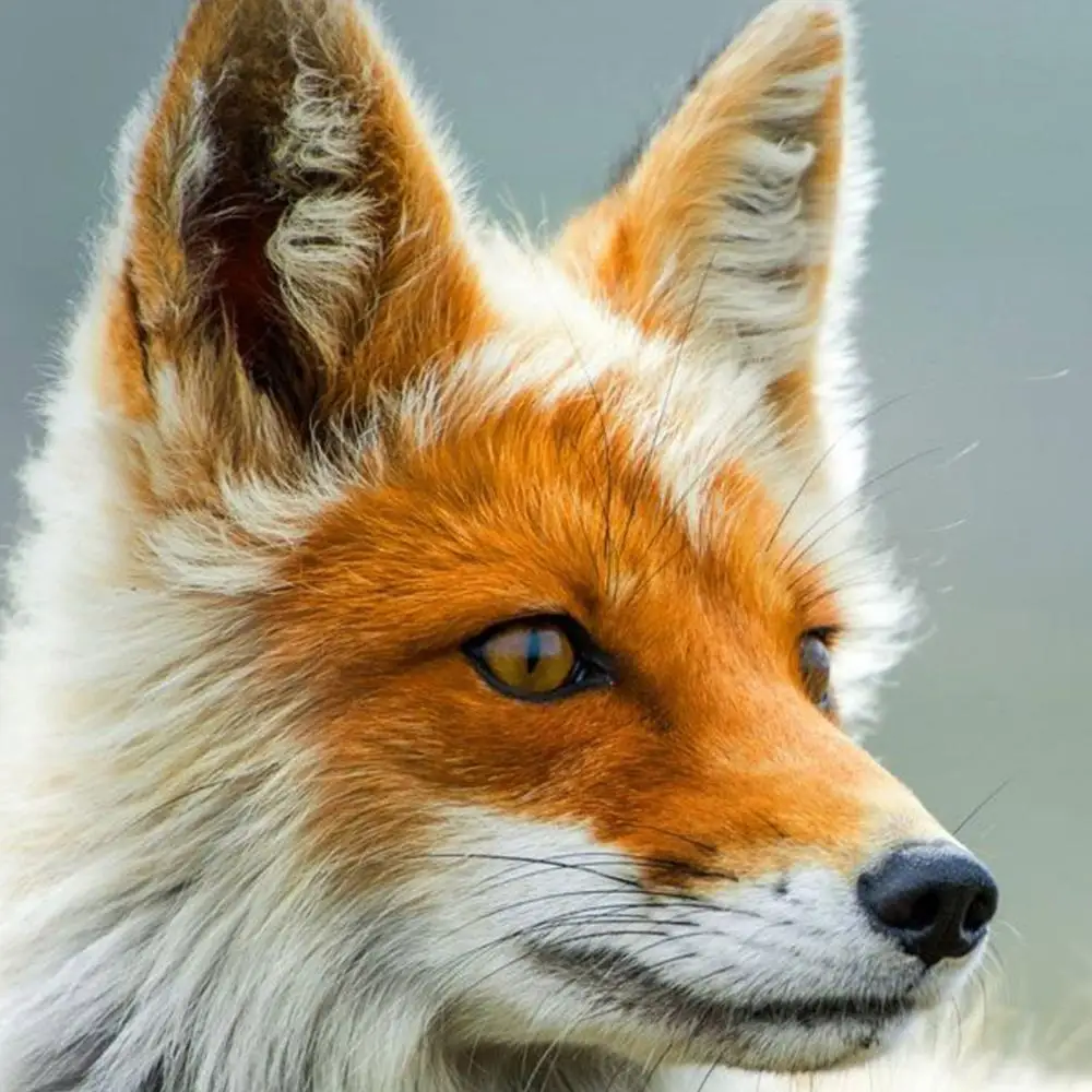 Трехмодульная горизонтальная картина на холсте. Рисунок дикого лиса. | Дом и сад