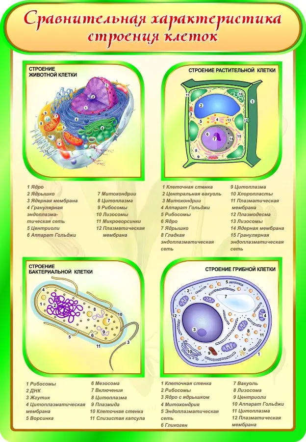 Сравнить прокариоты и эукариоты таблица