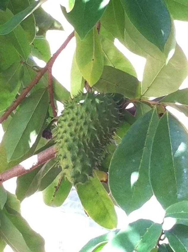 Цейлонские сушеные листья соусника 100% органический кислый чай гуанабана