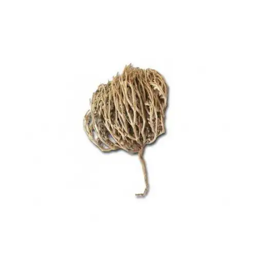 

Real Rose of Jericho The Flower of Maryam Booti Anastatica hierochuntica Herb Seed 10 pcs5-6 cm