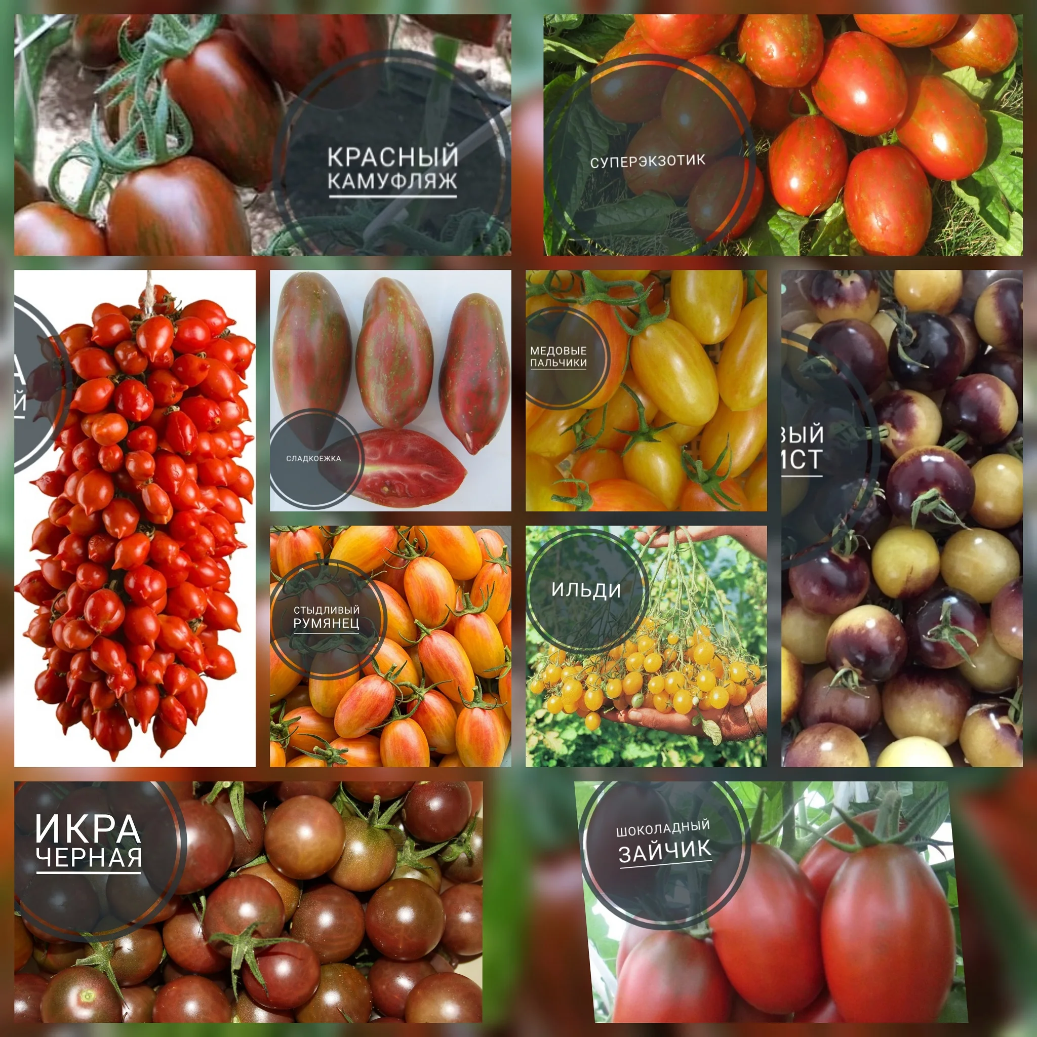10 пакетов набор #2: Семена томата черри разнообразная окраска и форма