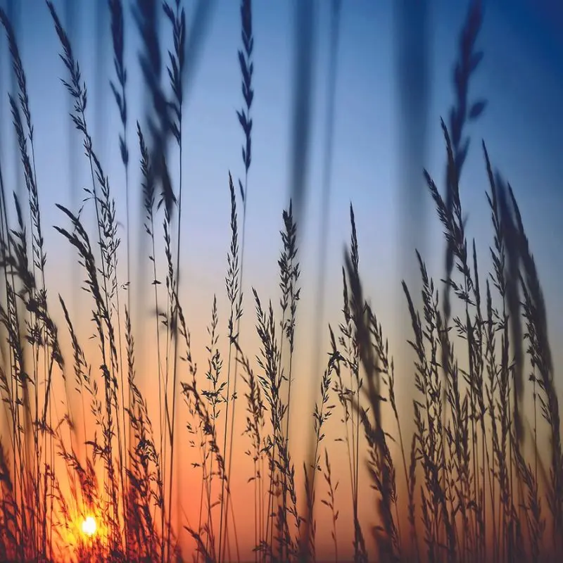 Занавес романтический Закат пейзаж с высокой травой голубое небо оранжевый