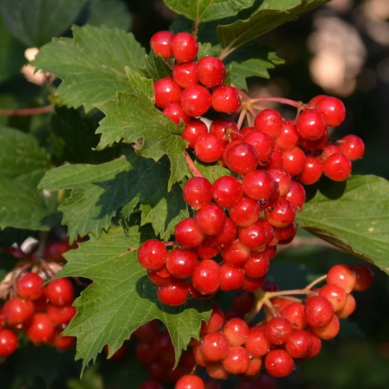 Калина ичанская (Viburnum ichangense) - Свежие семена 20 шт + подарок | Дом и сад