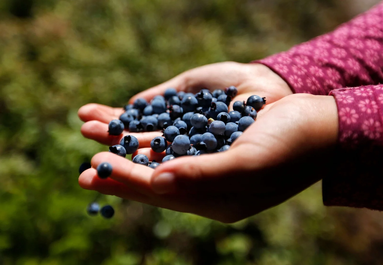 Плодосборник для сбора ягод Basic c металическими зубчиками MARJUKKA |