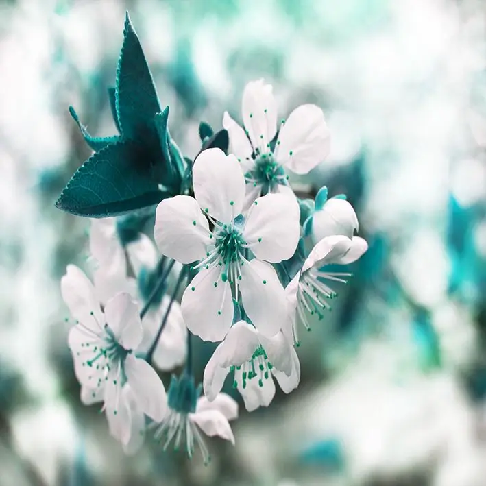 

Curtain Cherry Flowers Tree Branch Spring Seasonal Nature Freshness Decorative Photo Printed White Blue