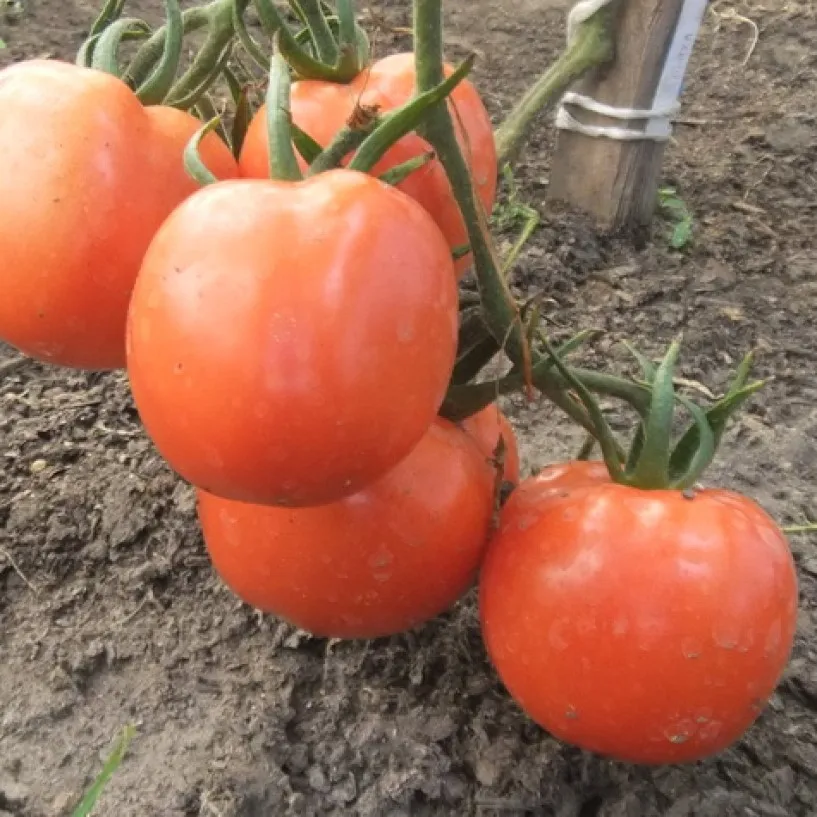 уральская селекция томатов. помидоры уральской. семена. помидоры уральской. томат уральский богатырь.