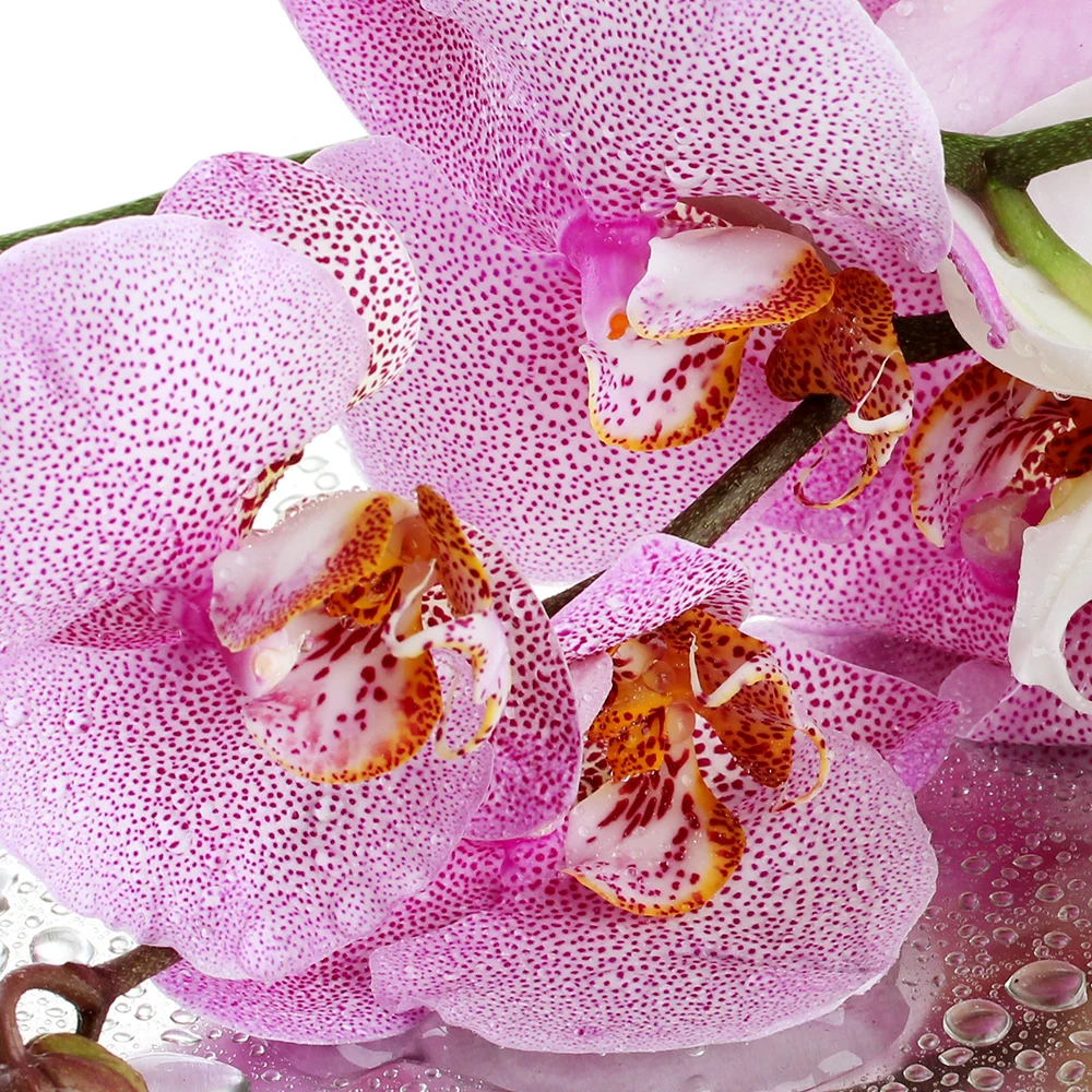 Орхидея с каплями цветы ветка орхидеи. Модульная картина на холсте 3 модуля