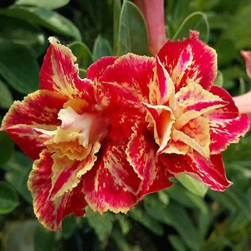 АДЕНИУМ Adenium Obesum Double Flower HEAT FIRE семена цветы |