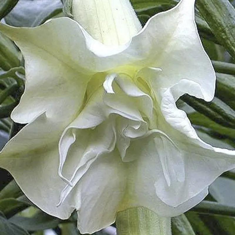 Ламинированный Белый бругмансия ангелы буллхорн цветок L (5)|Разбрасыватели