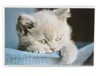 Фотоальбом, альбом для фотографий 10х15, 36 фото, котенок, голубой
